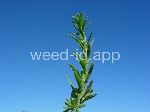 loosestrife, hyssop